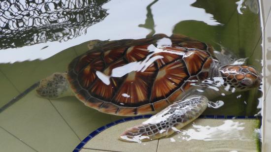 Riserva delle Tartarughe di Cherating